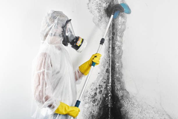 Best Emergency Mold Remediation  in Harlingen, TX