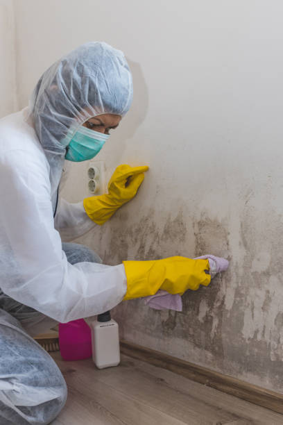 Best Basement Mold Removal  in Harlingen, TX