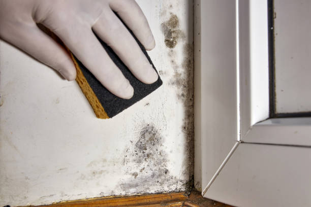 Mold Removal for HVAC Installations in Harlingen, TX